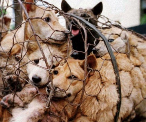 Bộ Ngoại giao Việt Nam nói về khả năng cấm thịt chó
