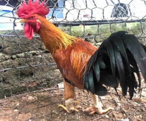 Giống gà đắt nhất Việt Nam: 50 triệu/con đại gia vẫn tranh đặt hàng
