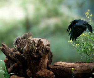 Dù mối quan hệ với con cái có tốt đẹp đến đâu cũng cần nhớ 'định luật con quạ'