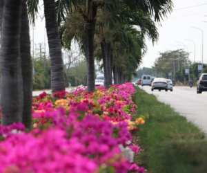 Con đường hoa giấy đẹp 'mê hồn' trên dải phân cách cửa ngõ Vũng Tàu