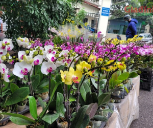 Hoa lan xuống phố ngày cận Tết, giá bán gấp đôi ngày thường, người tiêu dùng Thủ đô vẫn tranh nhau mua