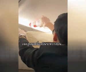 Cả trăm hành khách hoảng loạn vì rắn sống trong khoang hành lý máy bay