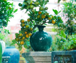 Độc đáo quất bonsai cả chục triệu mua chơi Tết Giáp Thìn 2024