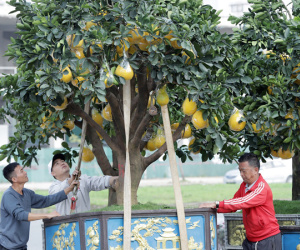 Bưởi Tết vàng óng đổ về thành Vinh, 40 triệu đồng một chậu