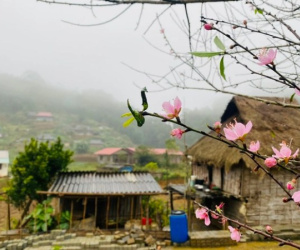 Đào rừng nở thắm bản vùng cao xứ Thanh