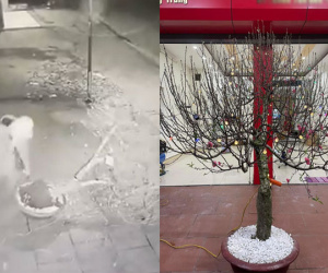 Thuê cây đào 3 triệu về chưng Tết, chủ nhà không tin nổi vào mắt mình khi xem camera lúc nửa đêm