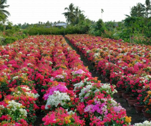 Làng hoa giấy nổi tiếng ở Bến Tre rực rỡ ngày giáp Tết