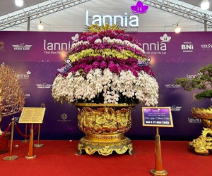 Chậu lan hồ điệp 'khổng lồ' được rao bán 3,868 tỉ đồng