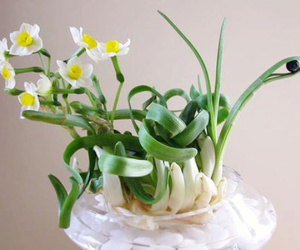 Hoa thủy tiên có thực sự độc? Tại sao nhiều người thích đặt một chậu hoa thủy tiên trong nhà vào dịp Tết?