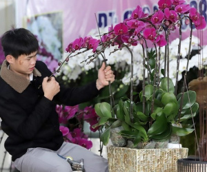 Nghề 'nâng niu từng cánh hoa' vào cao điểm Tết, kiếm hàng triệu mỗi ngày