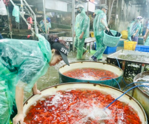 Chợ cá Yên Sở ngập sắc đỏ trước ngày tiễn ông Táo về trời