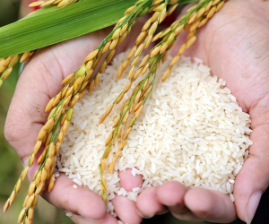 Giá gạo Việt rời xa đỉnh, hàng Thái Lan tái chiếm ngôi đầu thế giới