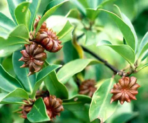 Mặt hàng 'báu vật' của Việt Nam, chỉ 2 nước trồng được, Trung Quốc, Ấn Độ nhập khẩu hàng nghìn tấn