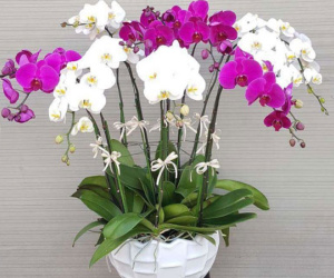 Chơi lan hồ điệp ngày Tết: Có 3 'bí quyết tưới' để giúp cây phát triển tươi tốt, mang đến nhiều may mắn, sung túc, tiền tài