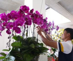 Nghề 'đếm cành thu tiền' dịp Tết