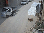 Xe tải trôi thẳng xuống mương nước khi tài xế quên phanh tay