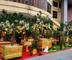Hàng chục triệu đồng một chậu bưởi dát vàng ở Ninh Bình