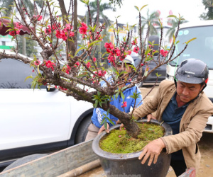 Nhiều người săn lùng đào ‘tiến Vua’ rất đắt đỏ chơi Tết
