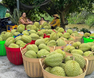 Là quà biếu Tết đắt hàng ở Trung Quốc, giá sầu riêng Việt có quả vọt lên 1 triệu