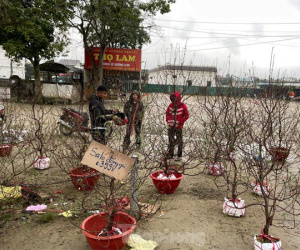 Ngày 30 Tết, đào quất vẫn ngập tràn, tiểu thương lo lỗ vốn