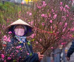 Miền Bắc rét đậm, rét hại xuyên Tết