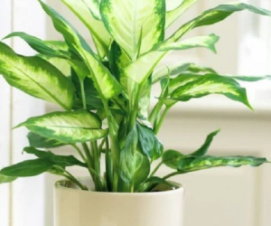 5 loại cây hút lộc được nhà giàu trồng vào dịp Tết, thúc đẩy may mắn và phú quý dồi dào