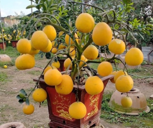 Bưởi, cam, quýt... chơi Tết xong có nên ăn?