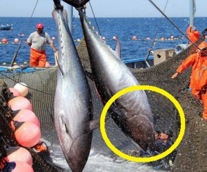 Mặt hàng hơn 800 triệu USD của Việt Nam khiến Mỹ, Nga “mê như điếu đổ”: Hơn 100 nước nhập về ăn