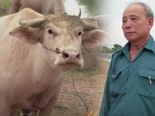 Sự thật về đàn trâu có màu lạ của lão nông ở Tây Ninh, được đồn trả cả tỷ đồng/con nhưng chủ không bán