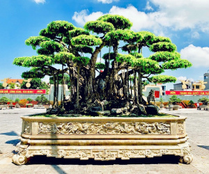 Top 3 siêu cây 'dáng Rồng' đắt nhất Việt Nam: Có cây 50 tấn, giá hàng trăm tỷ đồng