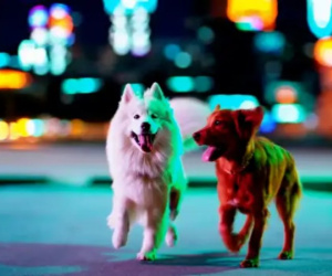 OpenAI ra mắt Sora: Ứng dụng tạo video mới siêu 'ảo', dùng cực dễ