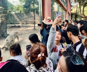 Người dân thích thú hò hét thi kéo co với hổ ở Thảo Cầm Viên mùng 9 Tết