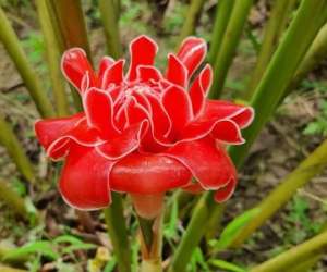 Công dụng tuyệt vời của loài sen đa lộc được nhiều người săn đón ngày vía Thần tài