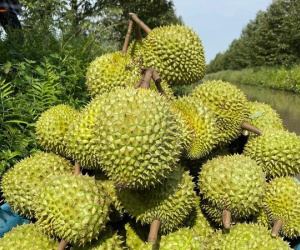 Trung Quốc chi 2,1 tỷ USD mua một loại quả của Việt Nam