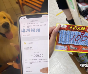 Chó cưng mang vé số trúng giải về cho chủ