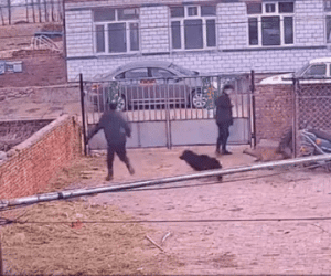 Clip: Đến thăm họ hàng, hai thanh niên bị chó đuổi và cái kết hài hước