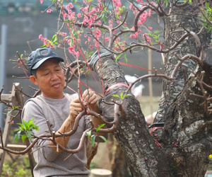'Hái ra tiền' từ dịch vụ hồi sinh đào sau Tết