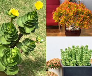 Đầu năm trồng 7 cây cảnh 'sặc mùi tiền' này, gia đình cả năm phát tài thịnh vượng