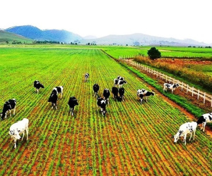 Sau bầu Đức, đến lượt tỉ phú Trần Bá Dương đổ vốn sang Lào trồng chuối, sầu riêng, nuôi bò