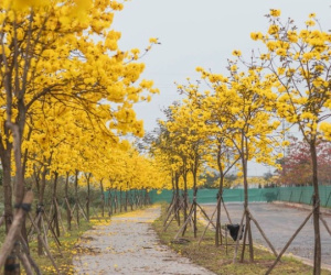 Có thể bạn thừa biết: Hà Nội mùa này hoa nở ngập lối nhưng chụp ảnh ở đâu cho đẹp?