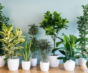 Trong nhà có 4 loại cây này, KHÔNG NÊN mang tặng người khác kẻo tán lộc của chính mình