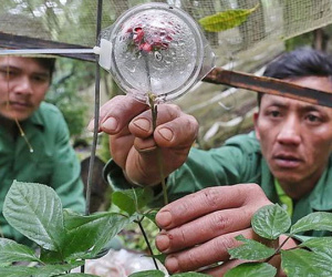 Loài cây được coi là 'quốc bảo' của Việt Nam: Giá có thể lên tới hàng tỷ đồng, một vụ trộm lớn mới xảy ra