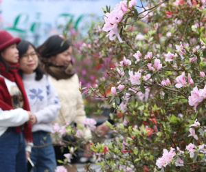 Du khách háo hức dự Lễ hội hoa Đỗ quyên, lần đầu có ở 'thị trấn mờ sương'