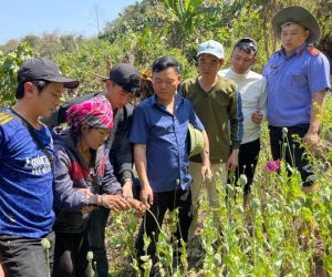 Phát hiện người phụ nữ 67 tuổi trồng hơn 3.200 cây thuốc phiện trong rừng