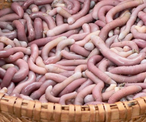 Loại hải sản nhìn như giun, giá tới 7 triệu đồng/kg vẫn được săn đón