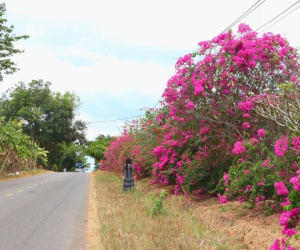 Bí ẩn con đường hoa giấy dài 25km giữa đại ngàn ở Đồng Nai