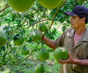 Đồng Nai sắp 'biến' cù lao bưởi nổi tiếng thành điểm du lịch hấp dẫn