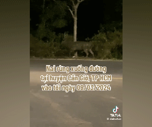 Xôn xao thông tin con nai to bằng con bò xuất hiện ở Rừng Sác