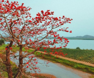 Tháng 3 hoa gạo nở đỏ một góc trời, đường làng trở thành điểm check in hút khách ở xứ Nghệ