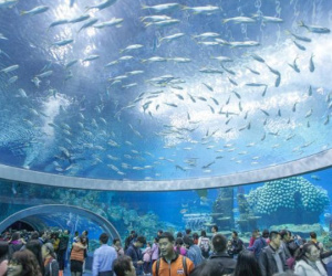 Viện Hải Dương Học Nha Trang Có Gì Thú Vị?